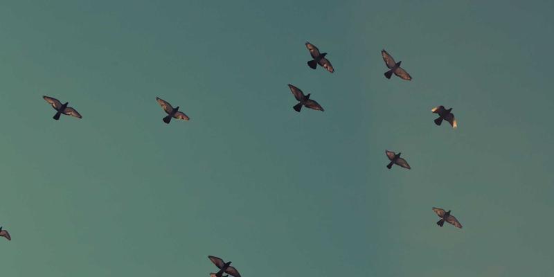 从瑞奇流到视频直播：深度解析流媒体技术演进与商业实践