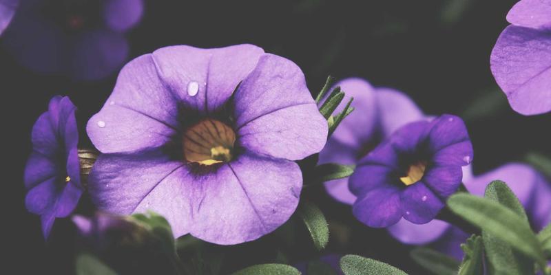 智能预取算法：基于用户行为预测的流媒体内容缓存策略如何重塑视频点播体验