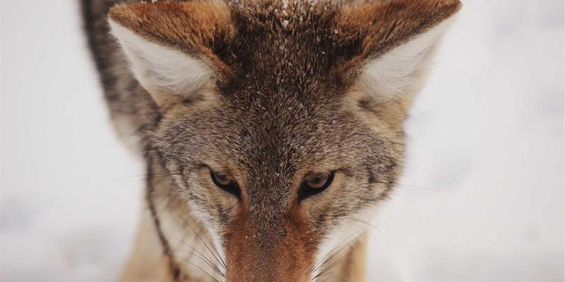 流媒体技术3.0时代：解码下一代视频直播与流媒体解决方案