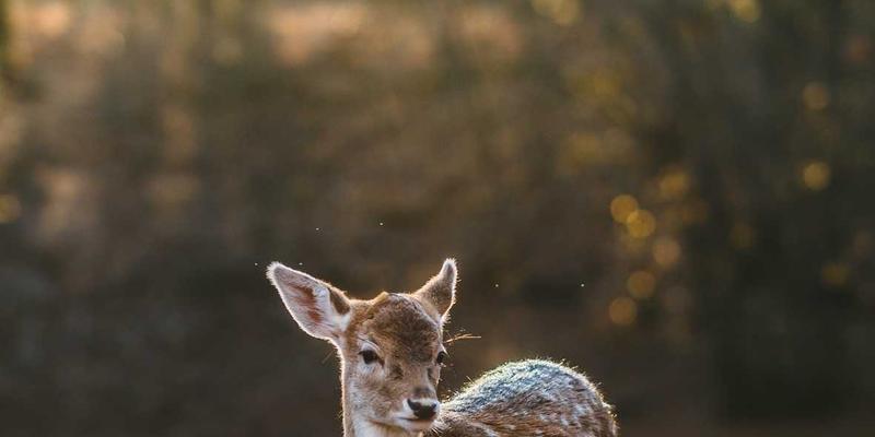 流媒体技术进阶：从视频直播到点播的核心技术与演进趋势